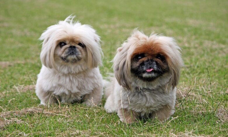 5 Undeniable Signs Your Pekingese Loves You