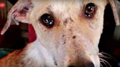 Heartbroken for the family who abandoned him, the dog in a murder shelter cried as they passed him