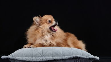 The 5 most common health problems in Pomeranians