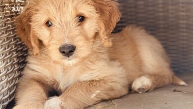 The 5 most common health problems in Goldendoodles