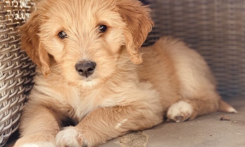The 5 most common health problems in Goldendoodles