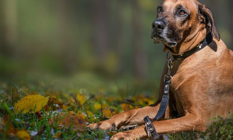 The 5 most common health problems in Rhodesian Ridgebacks
