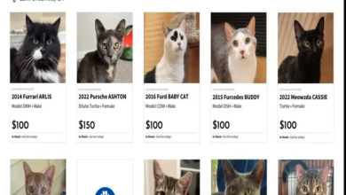 Carvana-like ad helping cat rescue in Atlanta promotes adoptions : NPR