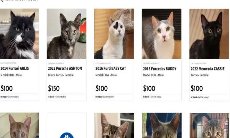 Carvana-like ad helping cat rescue in Atlanta promotes adoptions : NPR