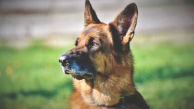 11 ways to treat & prevent ear infections in German Shepherds