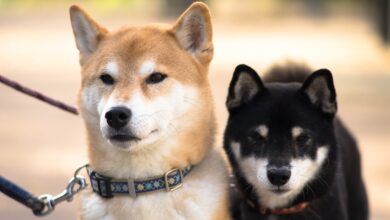 The 5 most common health problems in Shiba Inus