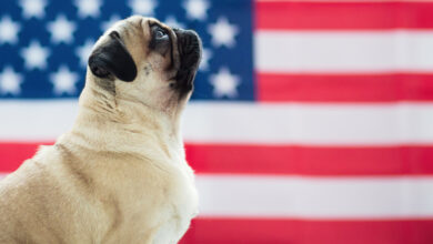 10 best 4th of July patriotic dog collars