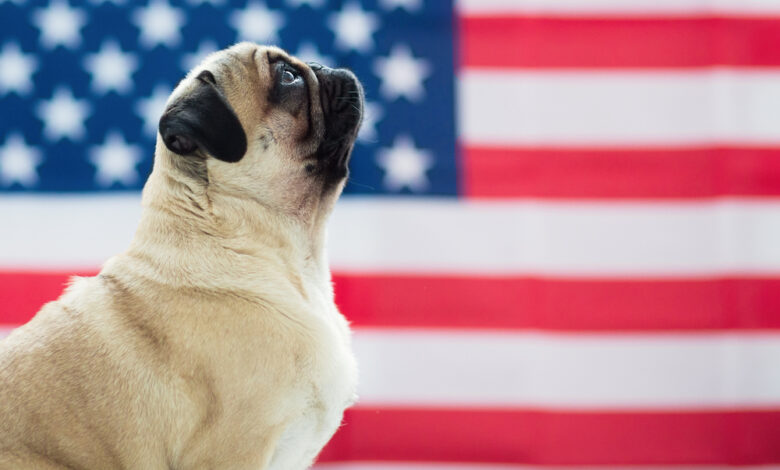 10 best 4th of July patriotic dog collars