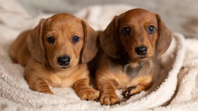 12 Things To Know Before Bringing Home A New Dachshund