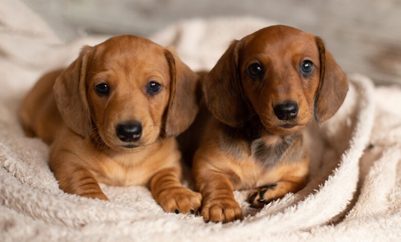 12 Things To Know Before Bringing Home A New Dachshund