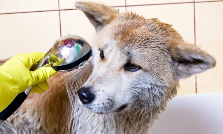 The 8 Best Dog Bathtubs For Akitas