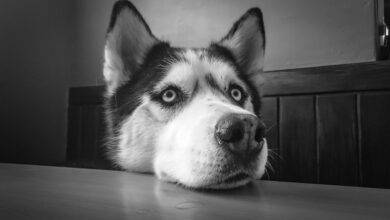 7 Facts About Huskies You Probably Didn't Know