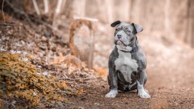 7 Facts About Staffordshire Bull Terriers You Probably Didn't Know