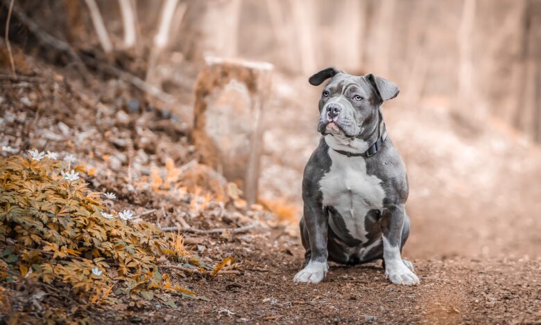 7 Facts About Staffordshire Bull Terriers You Probably Didn't Know
