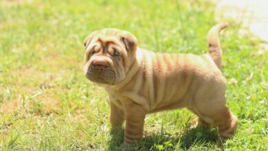 The 5 most common health problems in Shar Peis
