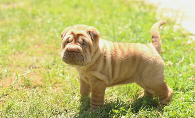 The 5 most common health problems in Shar Peis
