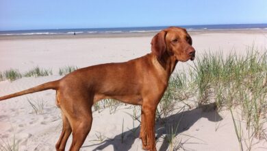 The 5 most common health problems in Vizslas