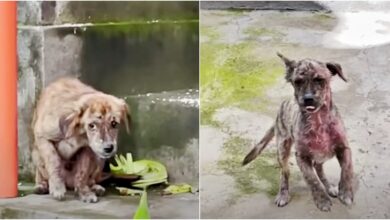 Street puppy on busy street is happy to be rescued by cheering himself on