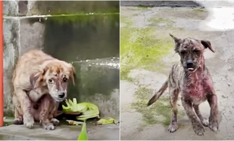 Street puppy on busy street is happy to be rescued by cheering himself on
