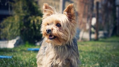 30 best foods for overweight Yorkie
