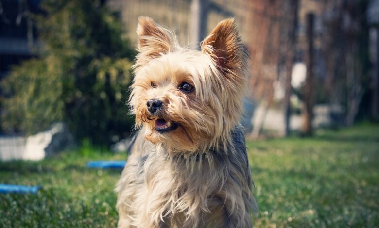 30 best foods for overweight Yorkie