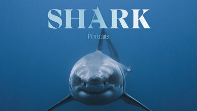 New book: “Shark: Portrait” by Mike Coots