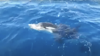 Watch a killer whale rip the rudder off a sailboat for the glory of all marine mammals