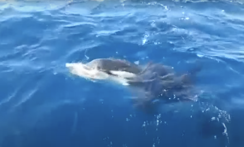 Watch a killer whale rip the rudder off a sailboat for the glory of all marine mammals