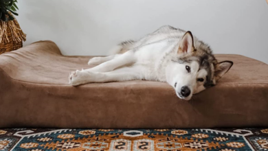 Review of Big Barker orthopedic dog bed 2023