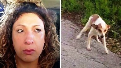 The woman drove to the 'dog dump' at 4am and saw the dog staring at her