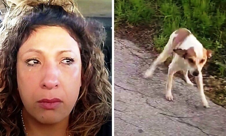The woman drove to the 'dog dump' at 4am and saw the dog staring at her