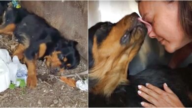 Paralyzed Rottweiler abandoned next to a trash can has been transformed in body and soul