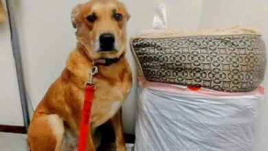 The dog returns to the shelter with his toys and bed, wondering what he did wrong