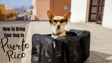 Taking Your Dog to Puerto Rico? Learn the New Rules!