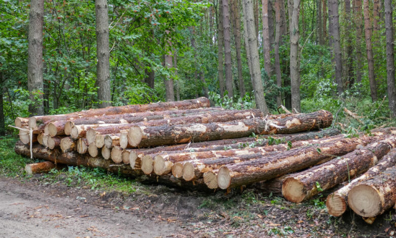 NJ man faces an estimated $32k fine for chopping down 32 trees