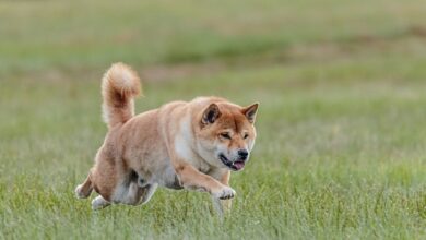 The Best 10 Shiba Inu Activity Trackers For 2023