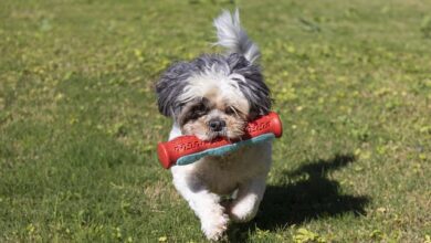 The Best 10 Shih Tzu Activity Trackers For 2023
