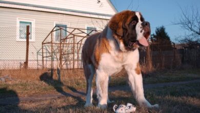 The Best 10 St. Bernard Activity Trackers For 2023