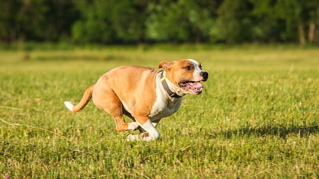 The Best 10 Staffordshire Bull Terrier Activity Trackers For 2023