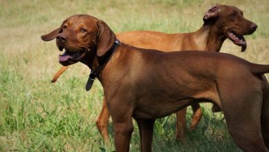 The Best 10 Vizsla Activity Trackers For 2023