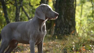 The 11 Best Potty-Training Products For Weimaraner Puppies & Dogs