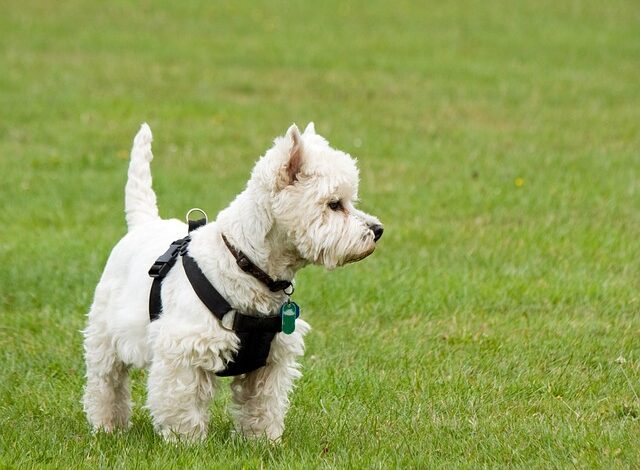 The 11 Best Potty-Training Products For Westie Puppies & Dogs
