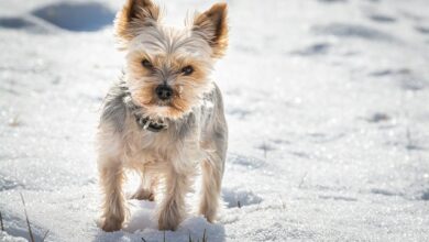 The 11 Best Potty-Training Products For Yorkie Puppies & Dogs