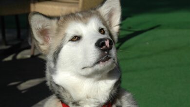 5 ways to preserve the memory of your beloved Alaskan Malamute