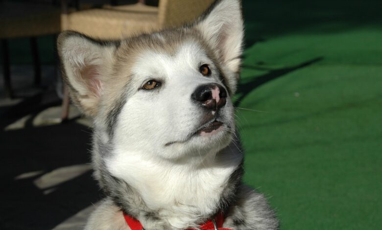 5 ways to preserve the memory of your beloved Alaskan Malamute