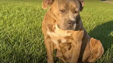 Lost pregnant Pit Bull dog calls for help but can't trust people