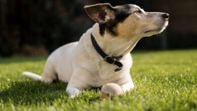 5 ways to preserve the memory of your beloved Jack Russell