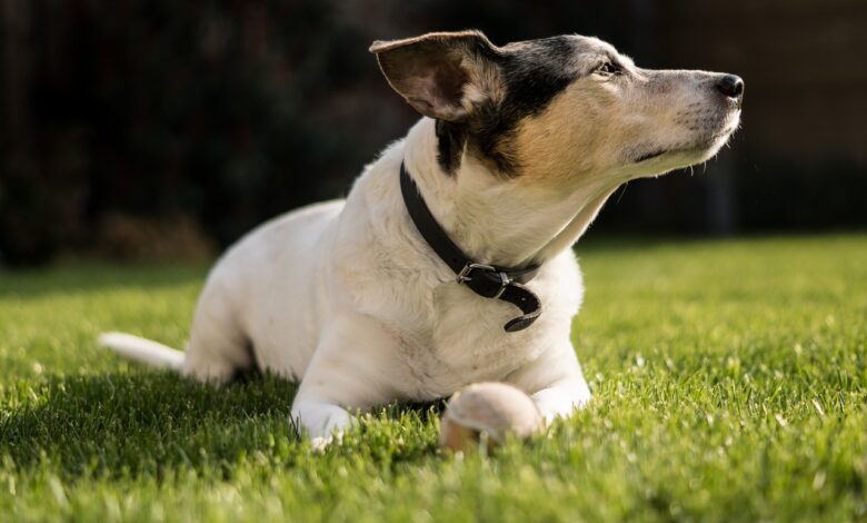 5 ways to preserve the memory of your beloved Jack Russell