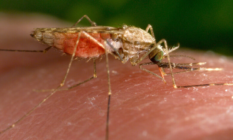 Malaria cases in Texas and Florida are first in the US since 2003: NPR