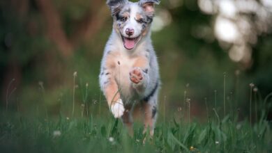 11 ways to treat & prevent ear infections in Australian Shepherds